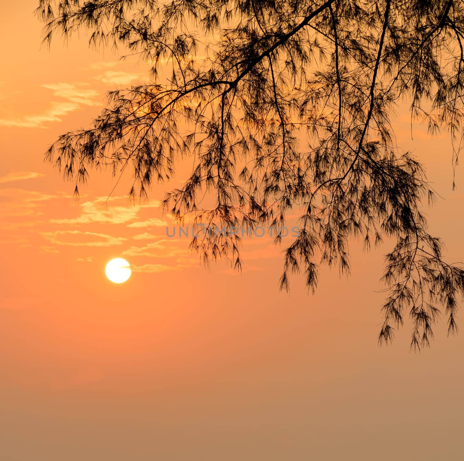 Golden sunrise with silhouette pine leaf tree