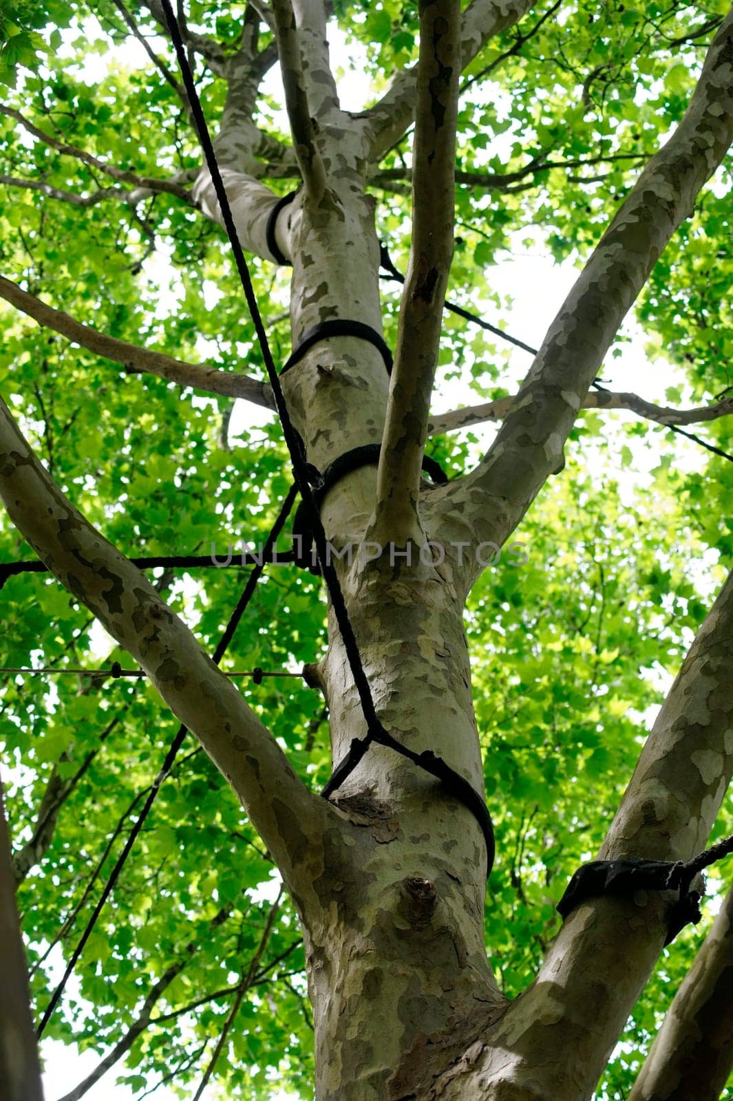 The canopy of a deciduous tree with supports and ribbons to regulate plant growth.