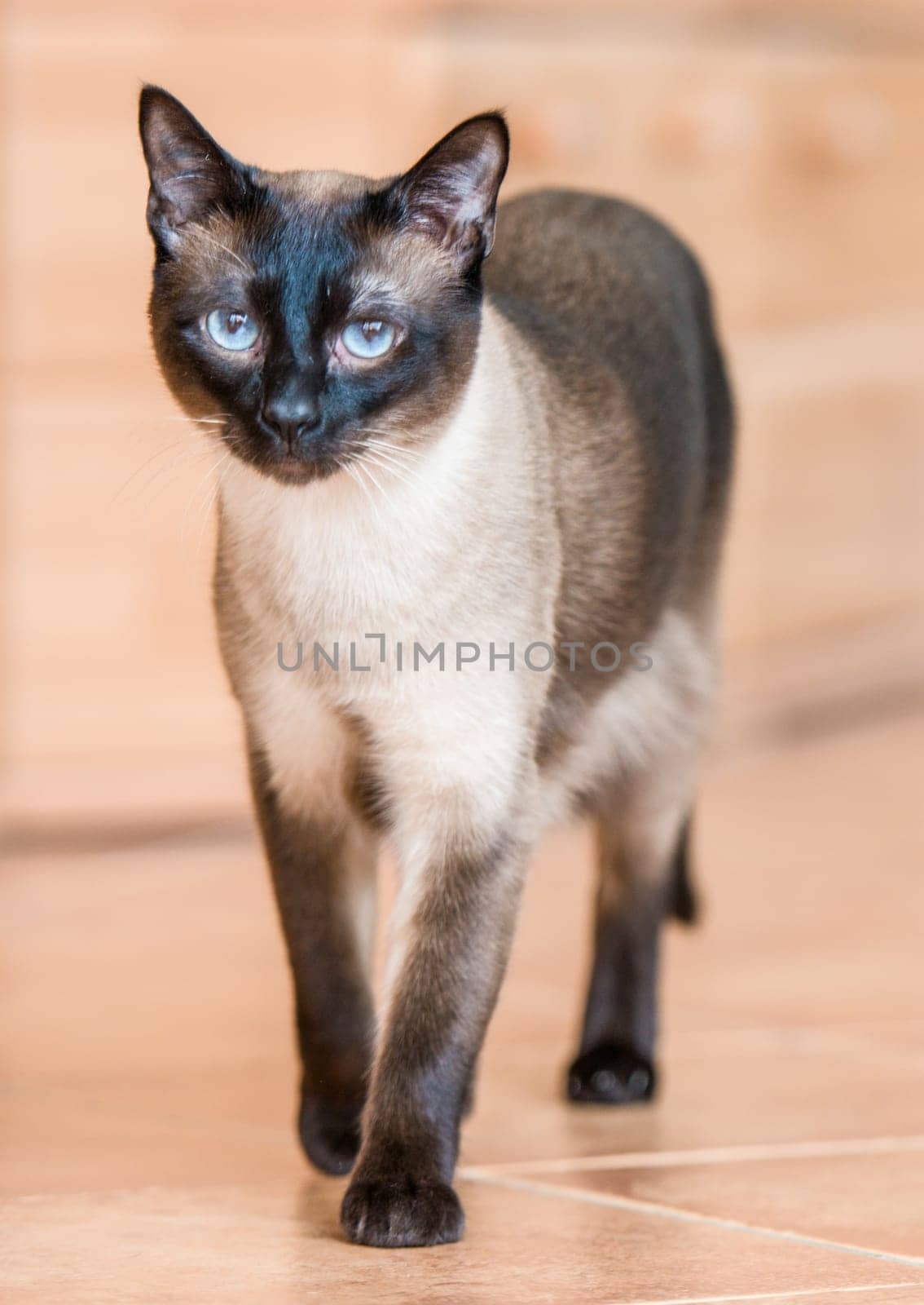 Siamese