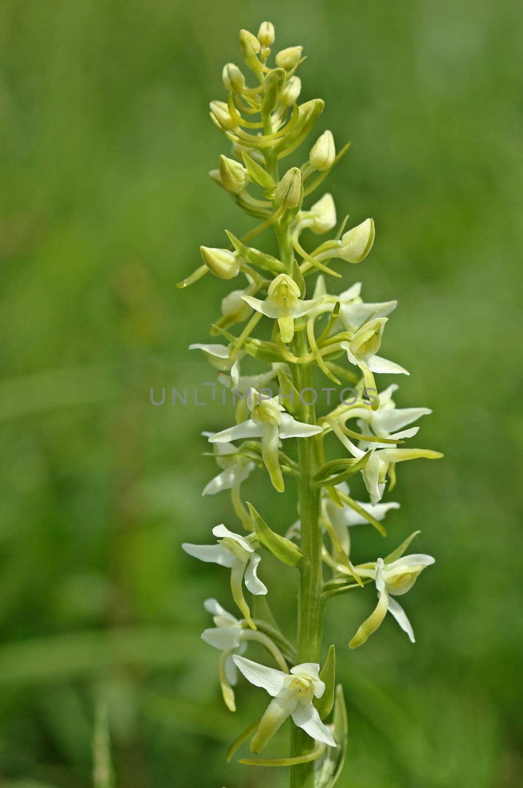 Two-leafed forest hyacinth (Platanthera bifolia)