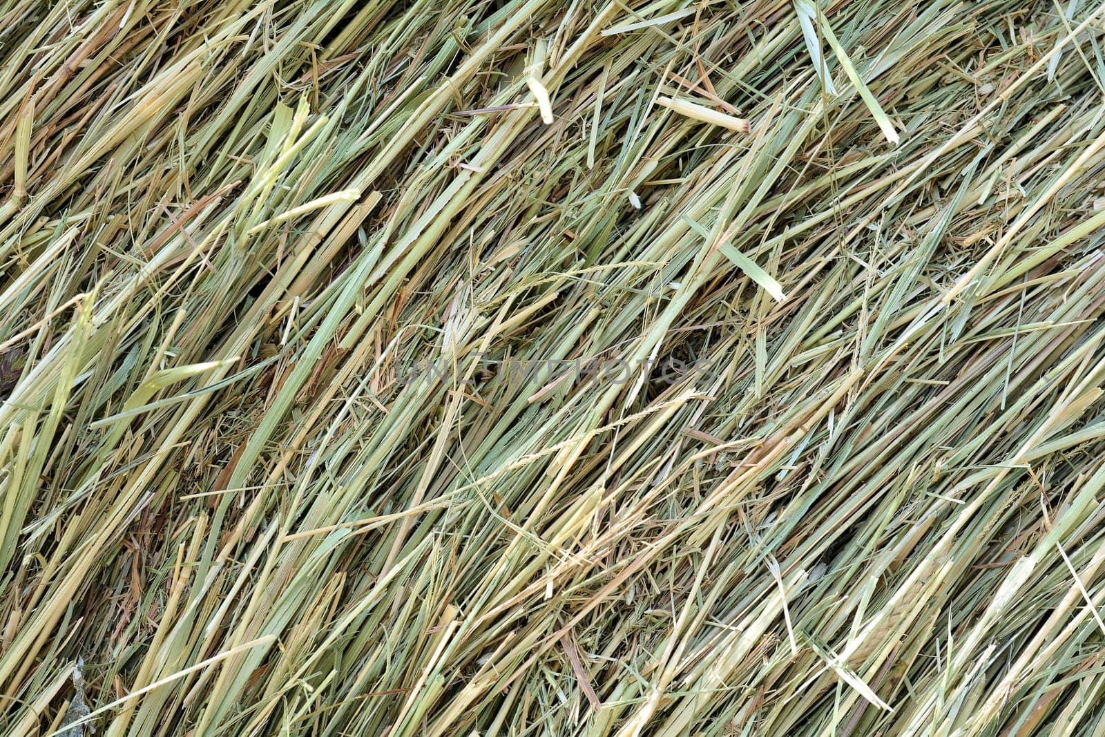 Dry hay from a bale of hay