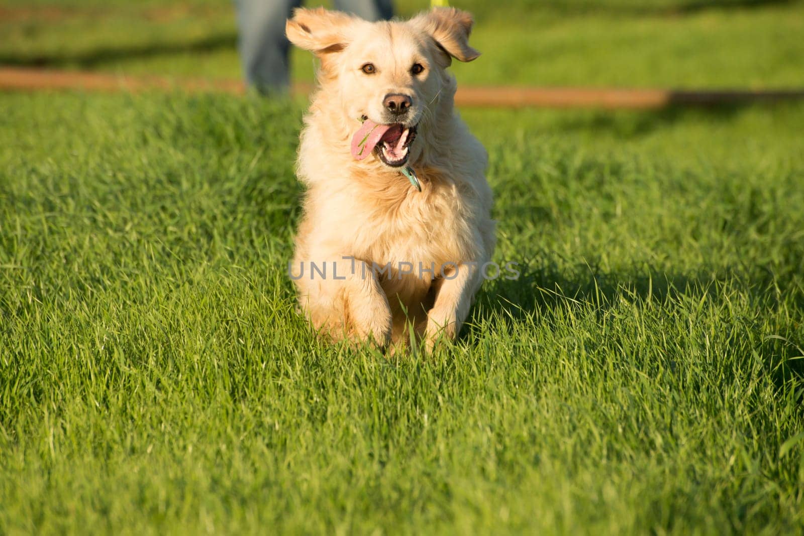 A female golden retriever dog runs and plays in the short green grass of autumn after the harvest as her owner throuws a tennis ball for her to fetch.
