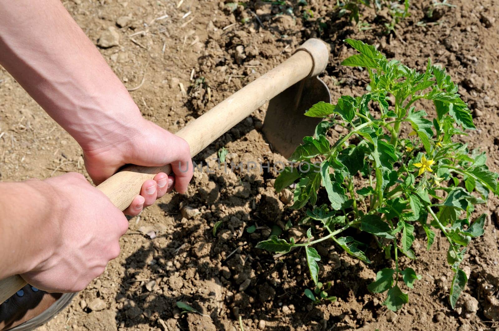 Manual processing of the ground with hoe in a tomatoes cultivation