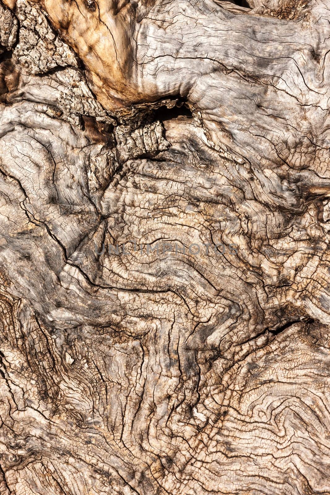 The tree bark as a natural  background
