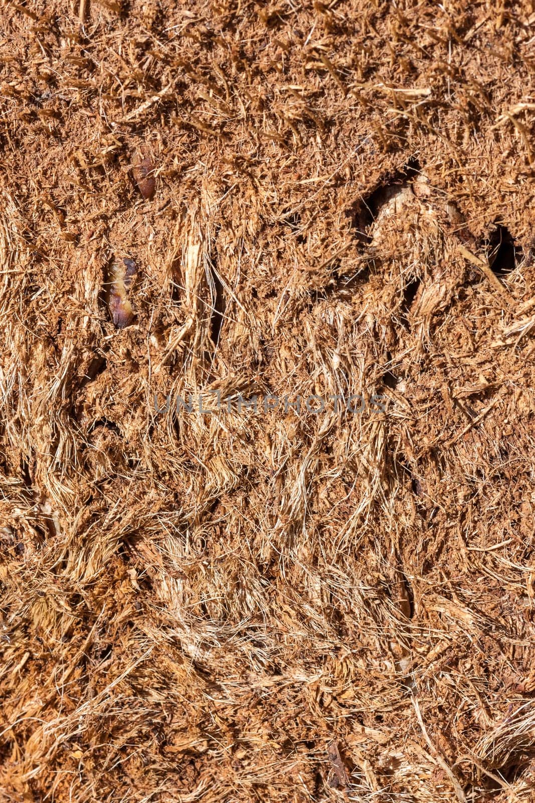 The tree bark as a natural  background