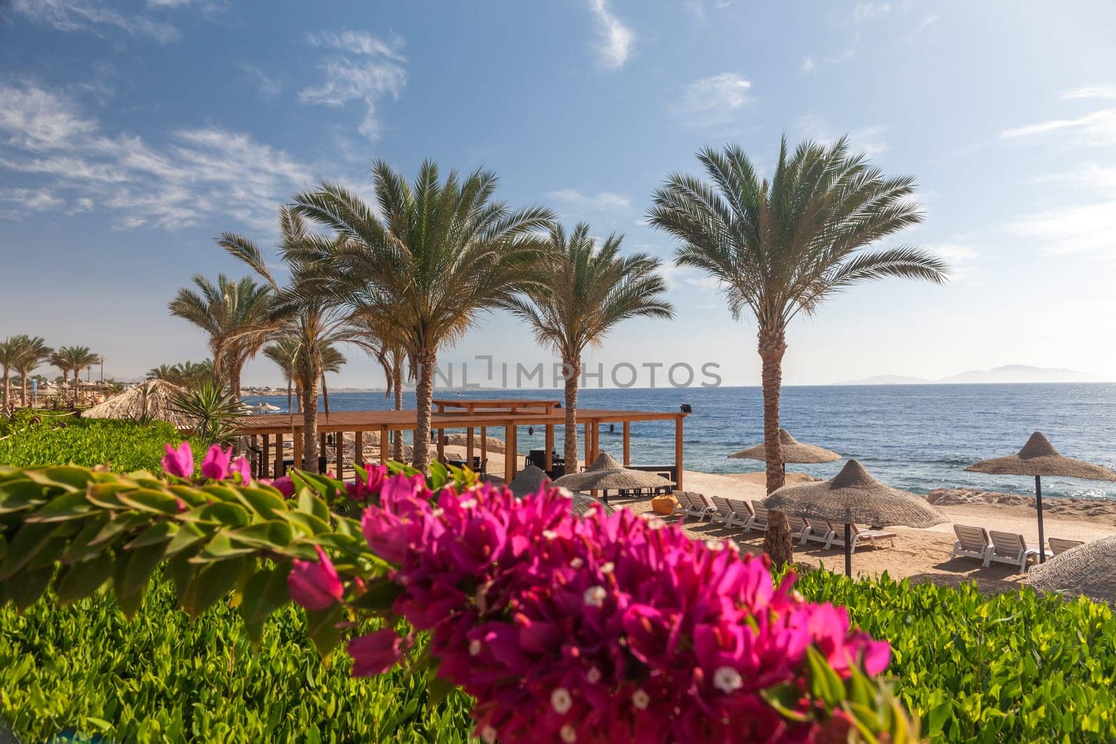 The beach at the luxury hotel, Sharm el Sheikh, Egypt. in the foreground blooming bougainvillea