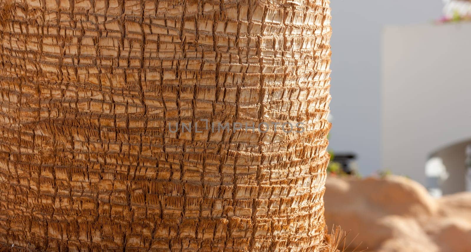 Palm tree background texture pattern upper trunk detail photo.