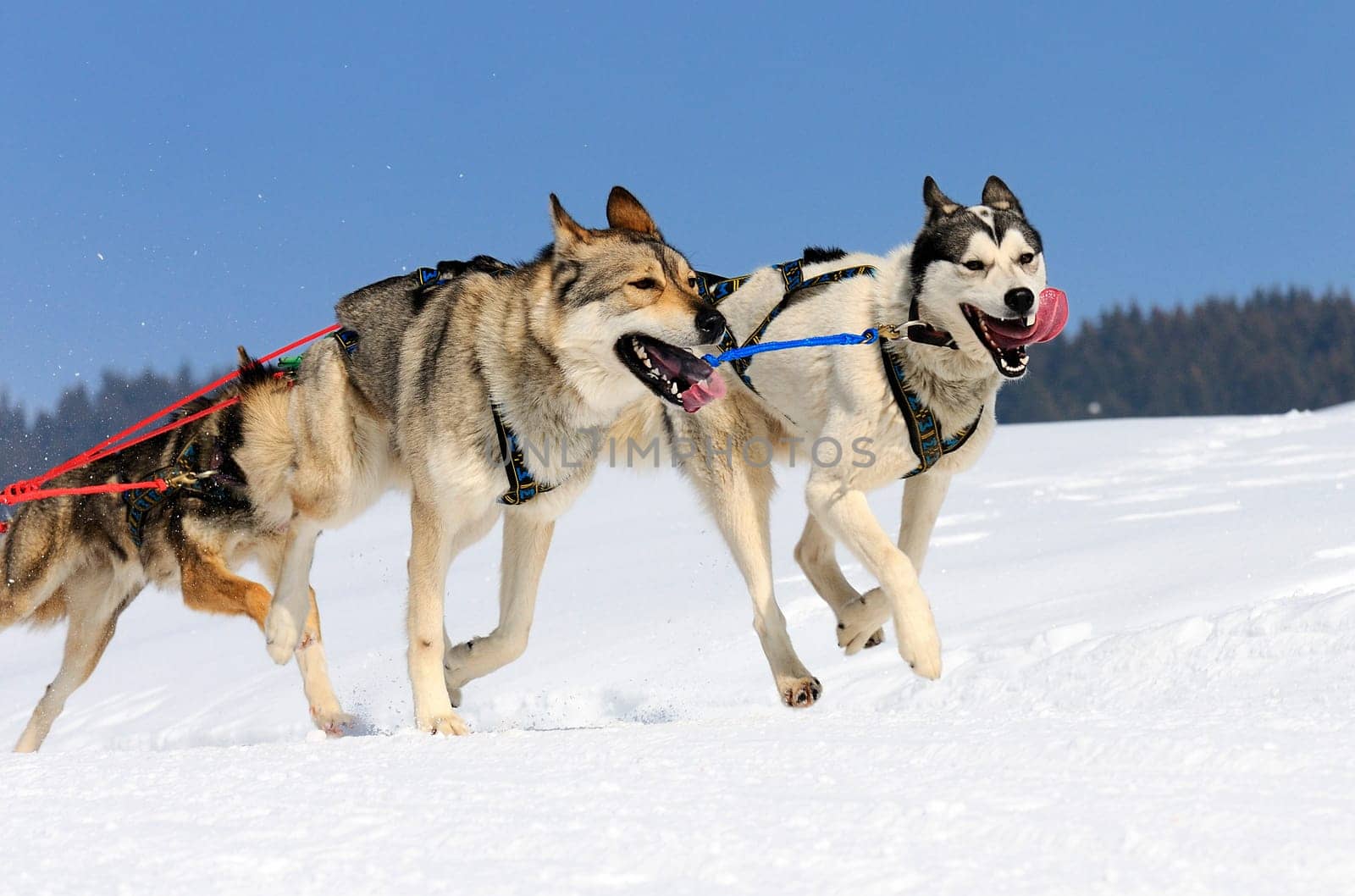sportive dog team is running in the snow