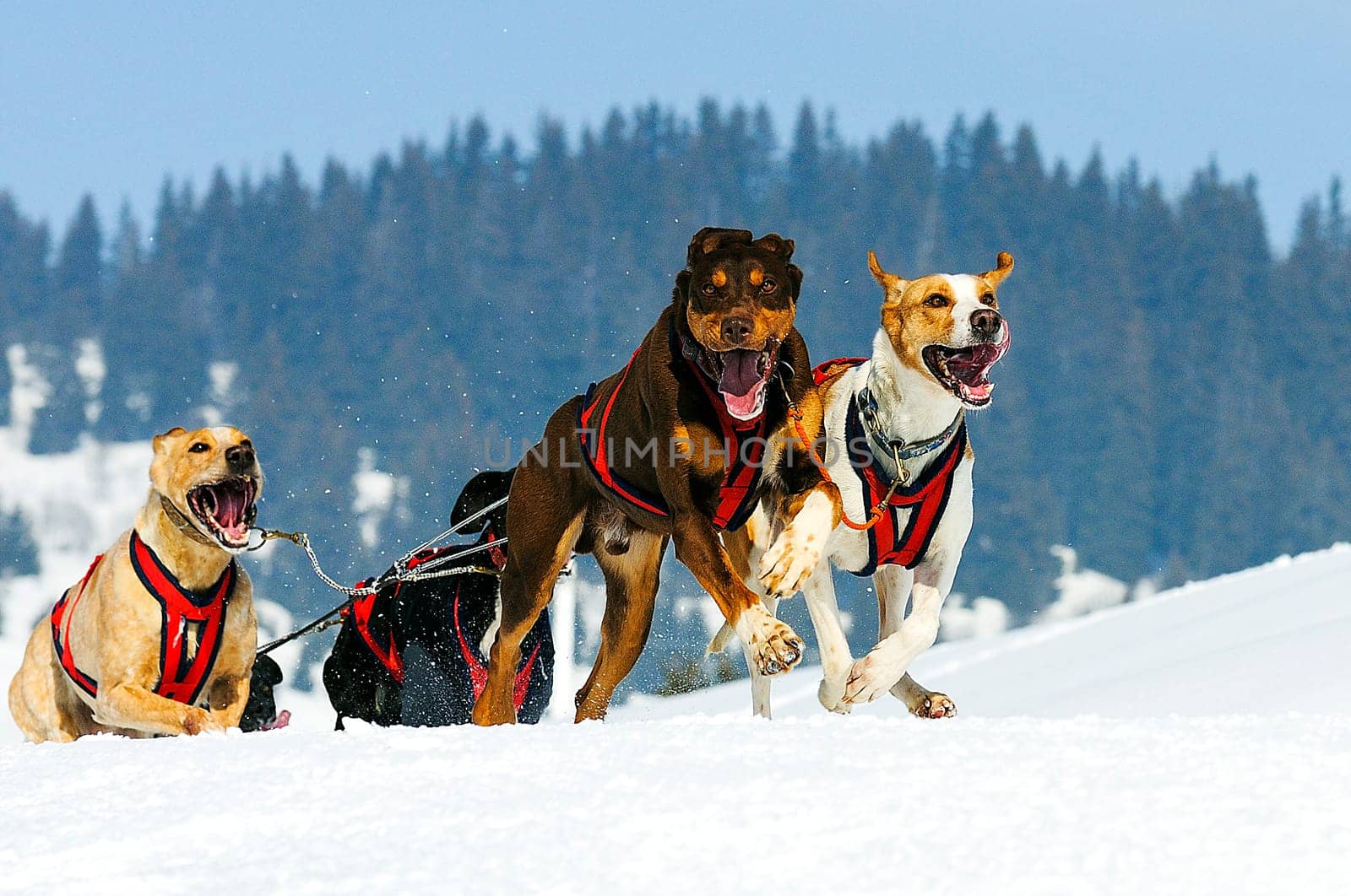 sportive dog team is running in the snow