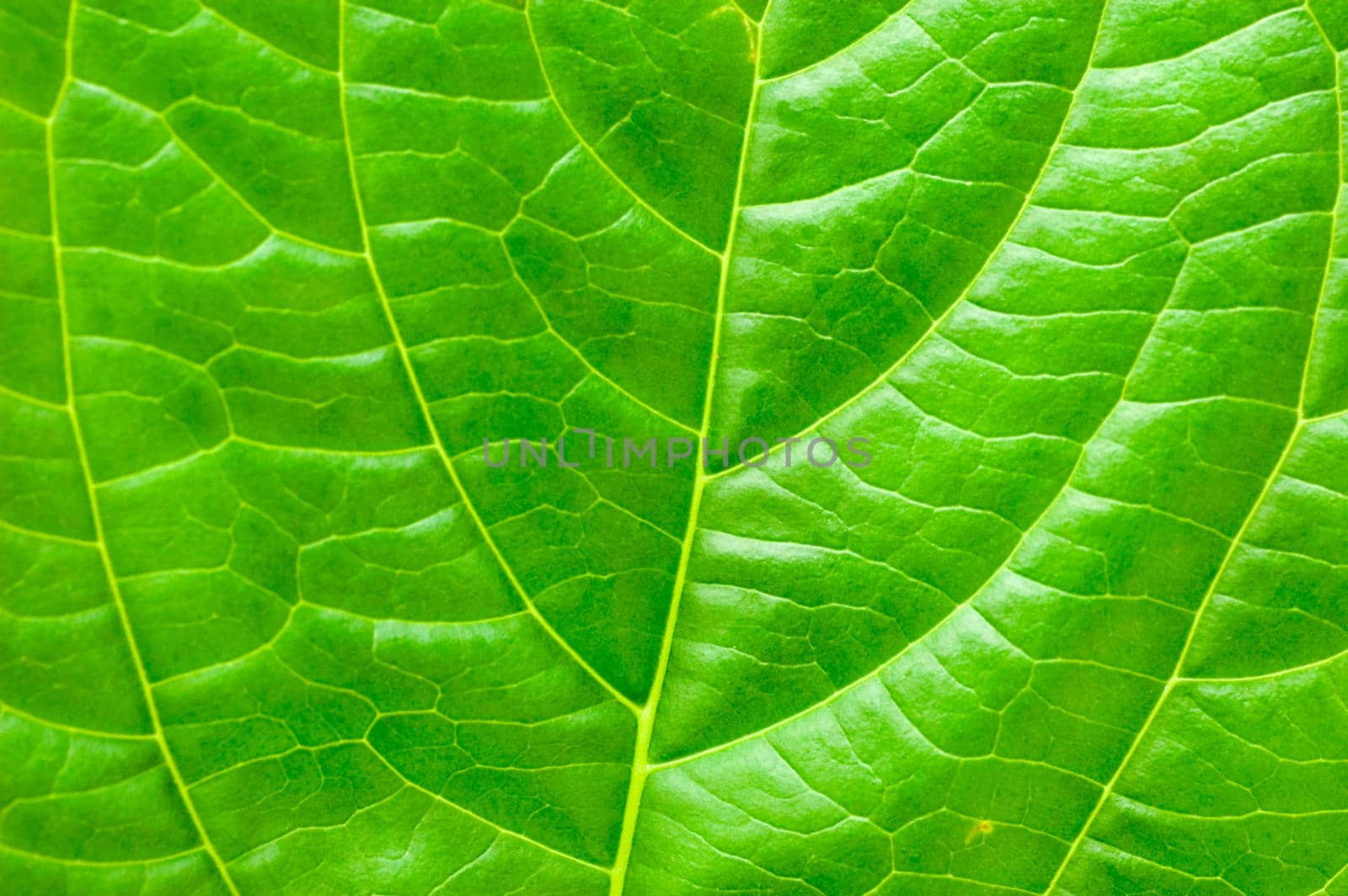 Macro leaf for concept purpose