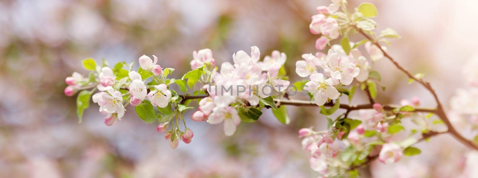 Branches of the apple tree in bloom. Twigs with spring flowers on beautiful sunny day. Fresh foliage in springtime in may.