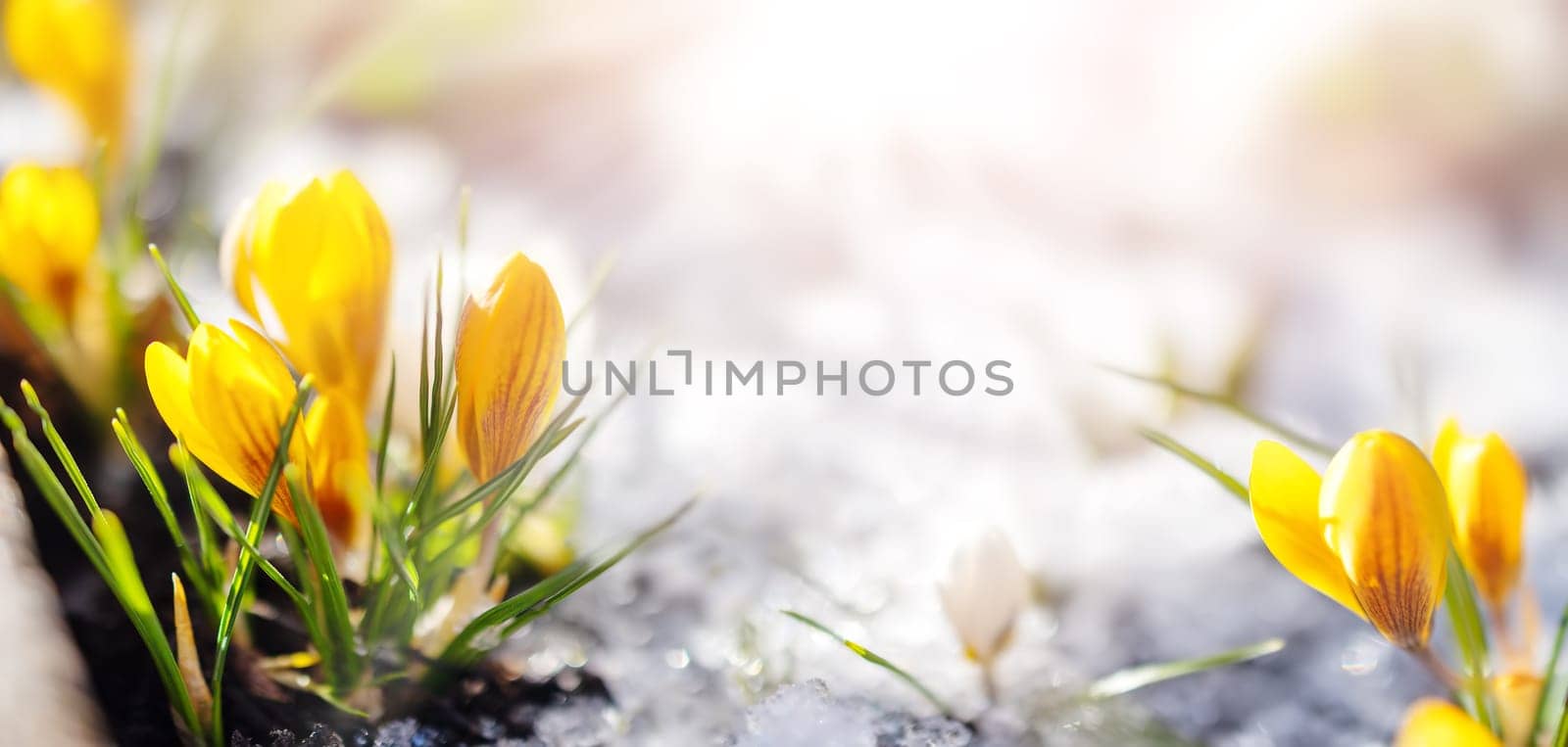 Closeup view of the spring flowers in the park. Crocus blossom on beautiful morning with sunlight in the forest in april.