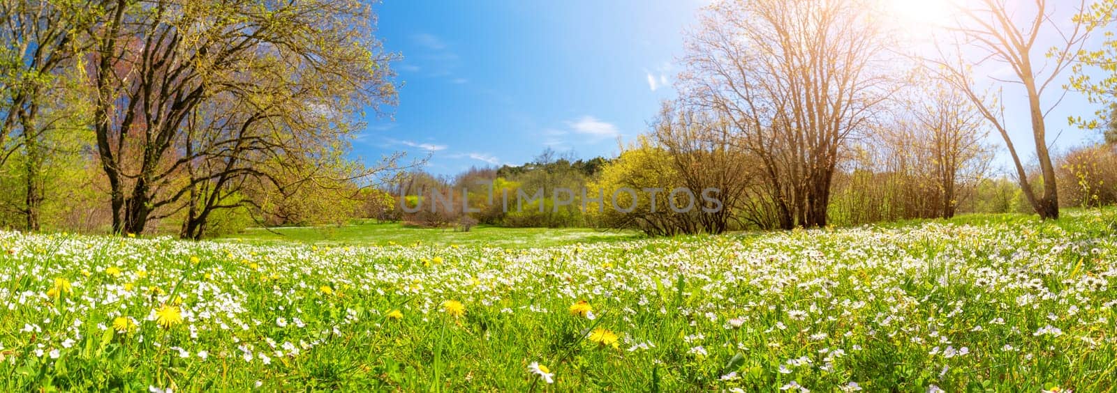 Panoramic view of the field with blooming flowers in the park in springtime. Fresh first foliage on the trees.