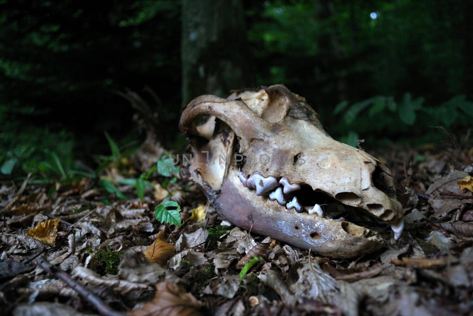 a skull in the forest on the leafs