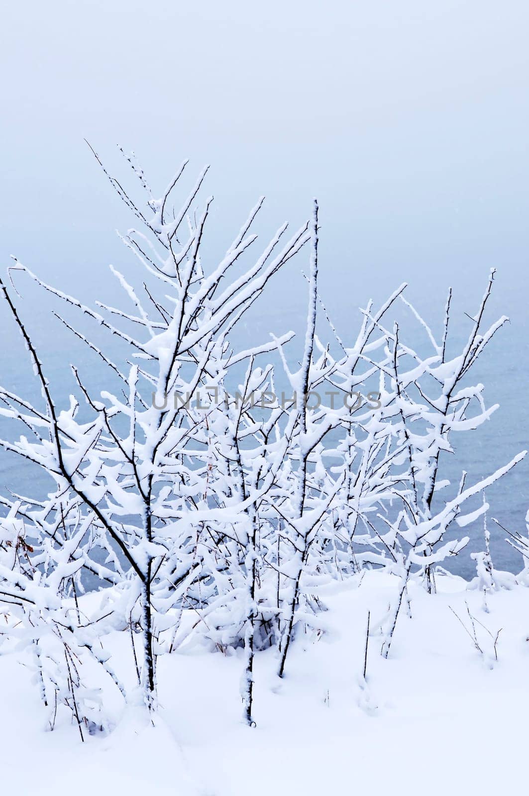 Winter trees covered with fresh snow - natural background