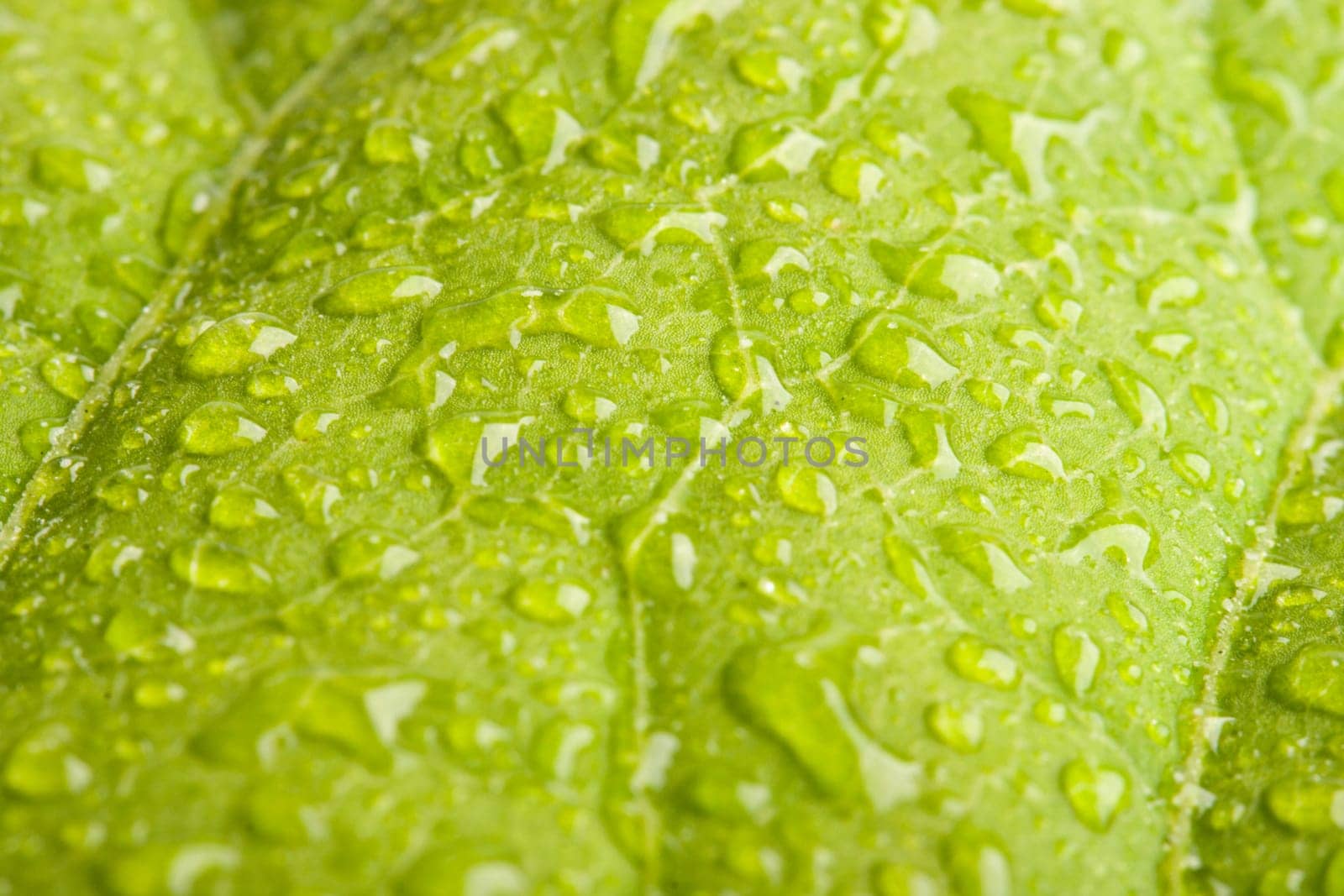 Green leaf with water droplets - shallow DOF