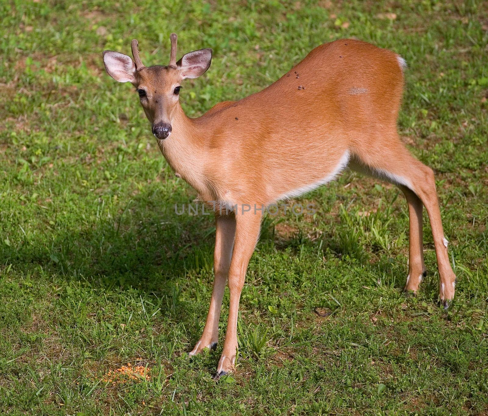 whitetail spike with velvet covered in flies