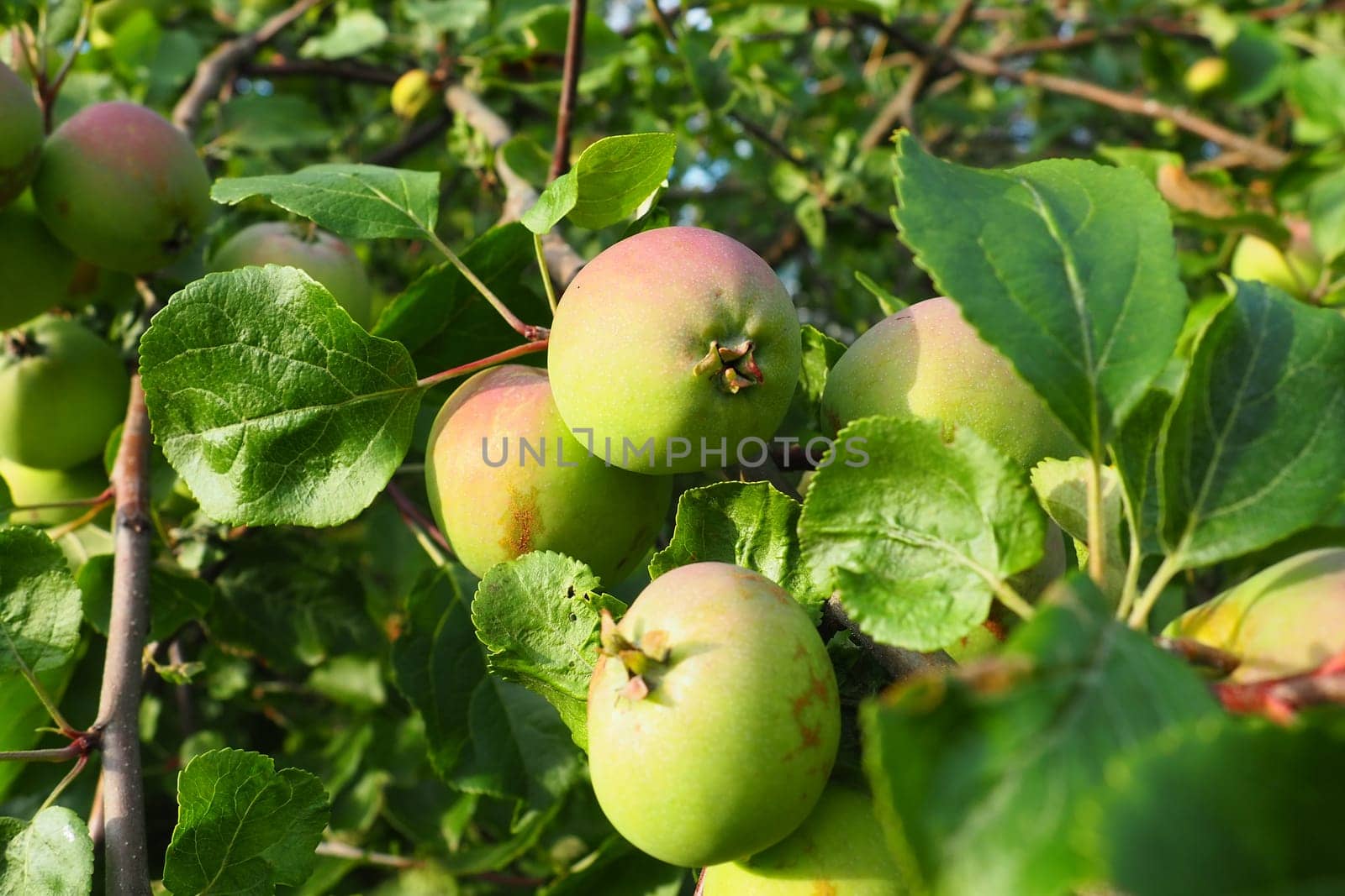 Pink-green ripe apples on an apple tree branch. Fresh tasty fruits. Gardening and agriculture. Summer fruit harvest. Fruit tree in the country. Apples on a tree