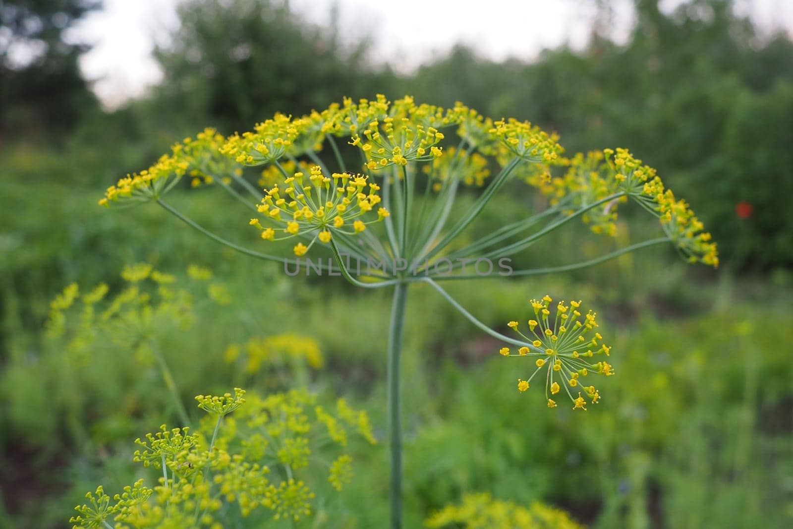 Fresh dill Anethum graveolens growing on the vegetable bed. Annual herb, family Apiaceae. Growing fresh herbs. Green plants in the garden, ecological agriculture for producing  healthy food concept