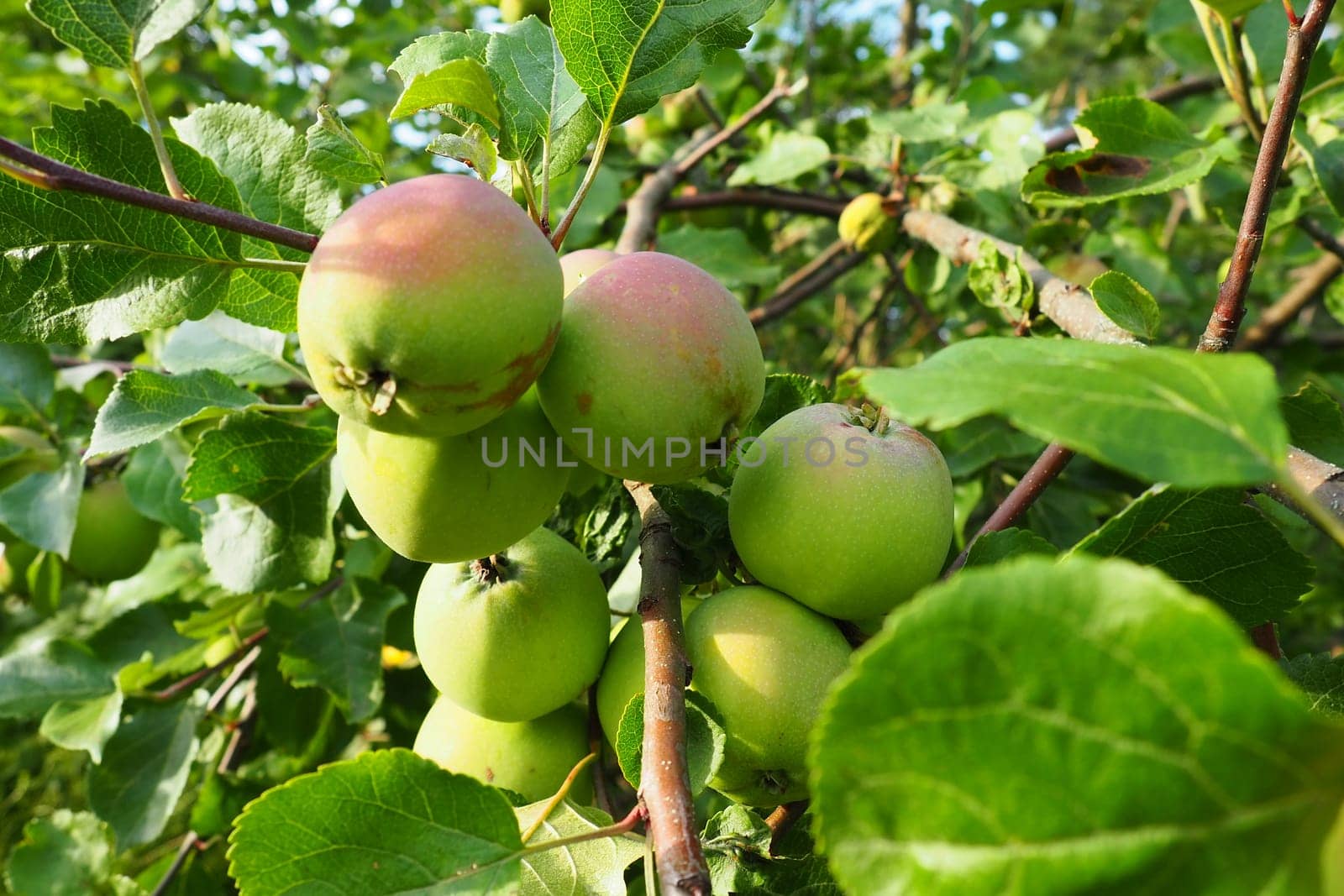 Pink-green ripe apples on an apple tree branch. Fresh tasty fruits. Gardening and agriculture. Summer fruit harvest. Fruit tree in the country. Apples on a tree