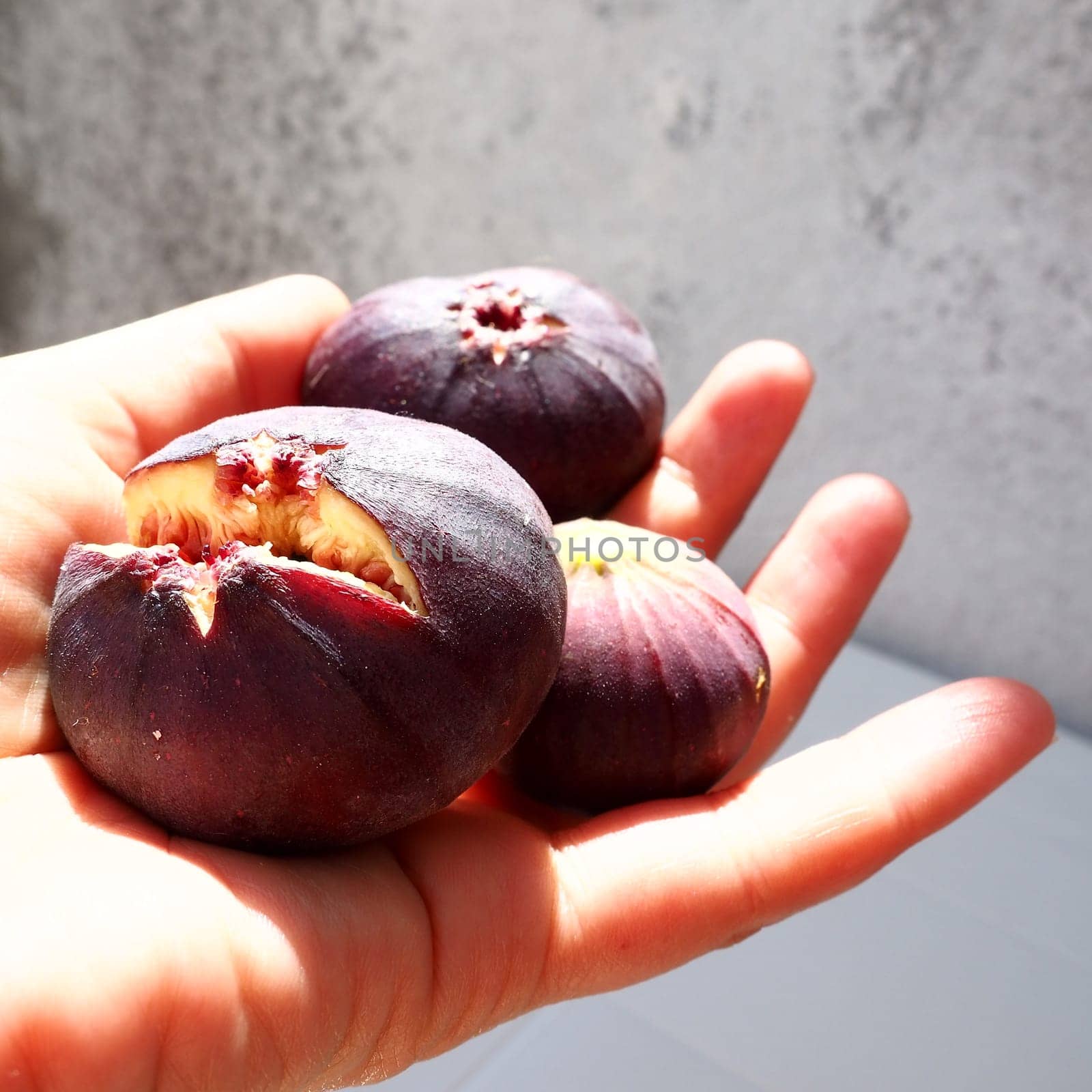 Fig or fig tree, or common fig tree, or Ficus carica is a subtropical deciduous plant of the genus Ficus of the Mulberry family. Healthy food. Ripe purple fig fruits in the palm of woman hand