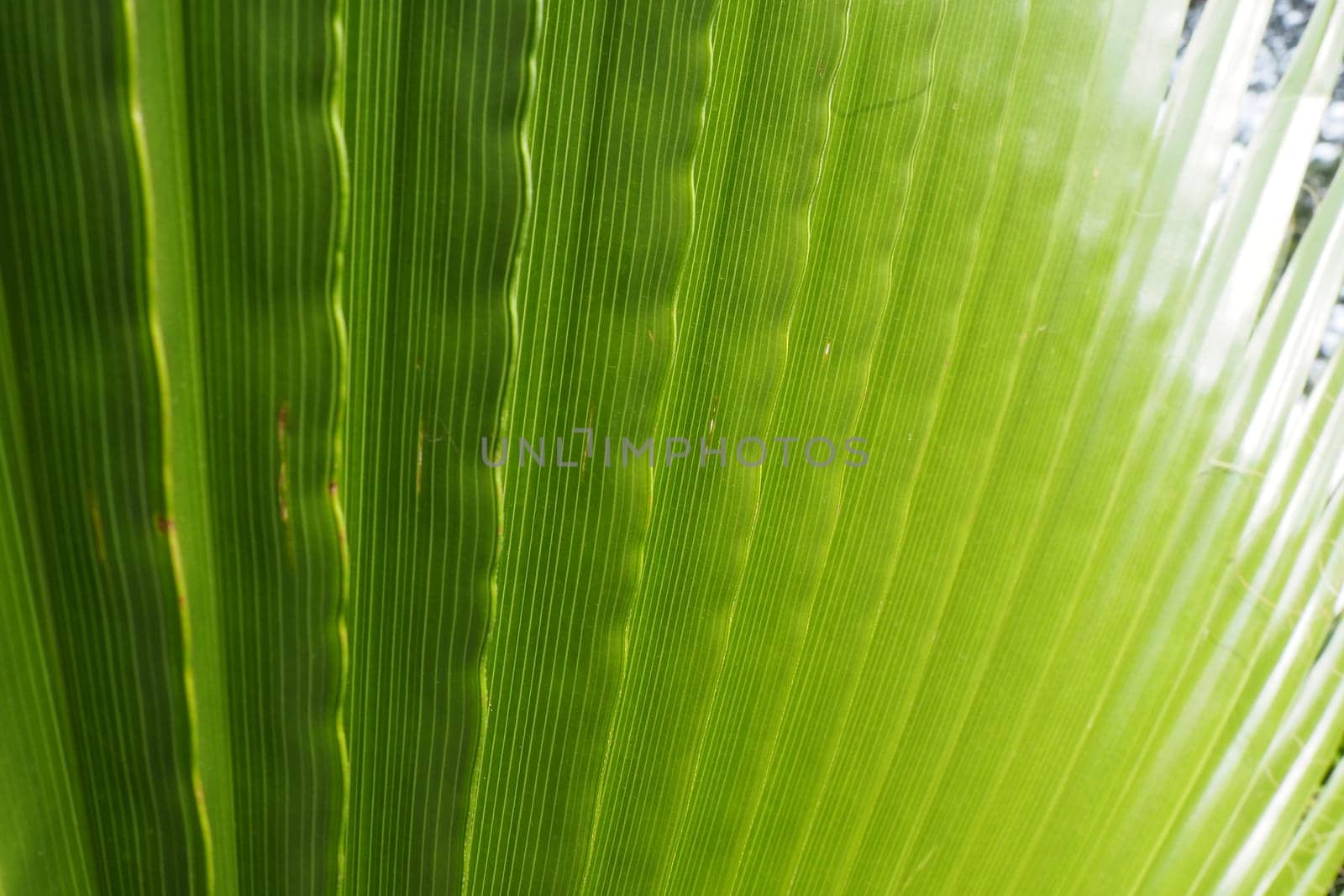 Palm leaves texture with shadow and light. Palm leaves of bright green and yellow colors. Tropical beautiful background. Summer beach tourism. Pleated leaves