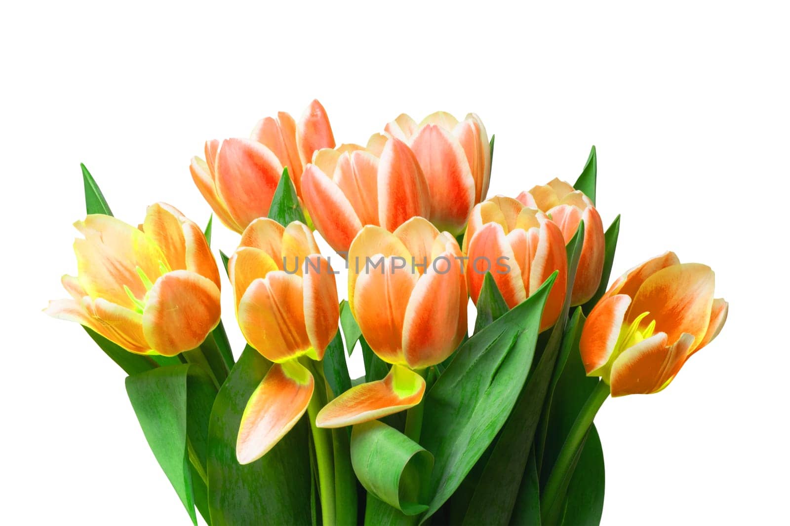 Closeup of a fresh beautiful red yellow tulips bouquet isolated on a white background. Clipping path. Spring, valentine, mothers or wedding day card. Macro.