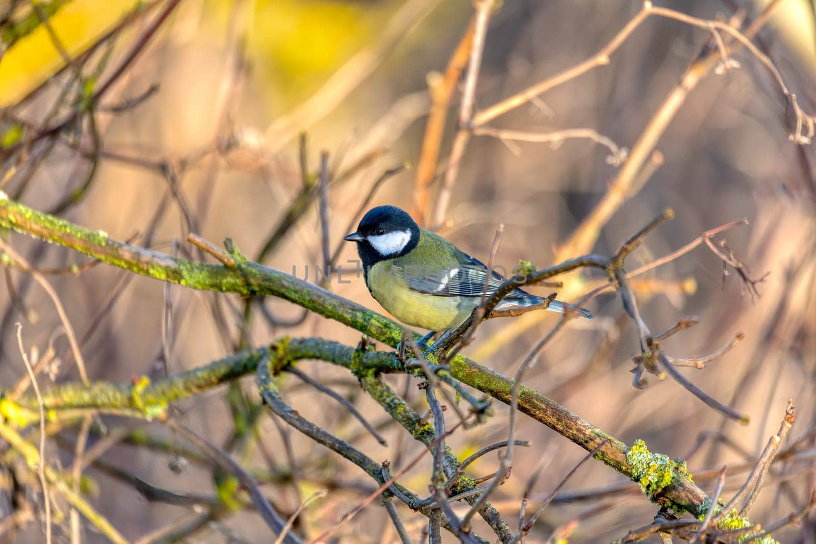 Common european bird Eurasian blue tit (Cyanistes caeruleus) in the winter nature perched on tree branch. Czech Republic wildlife