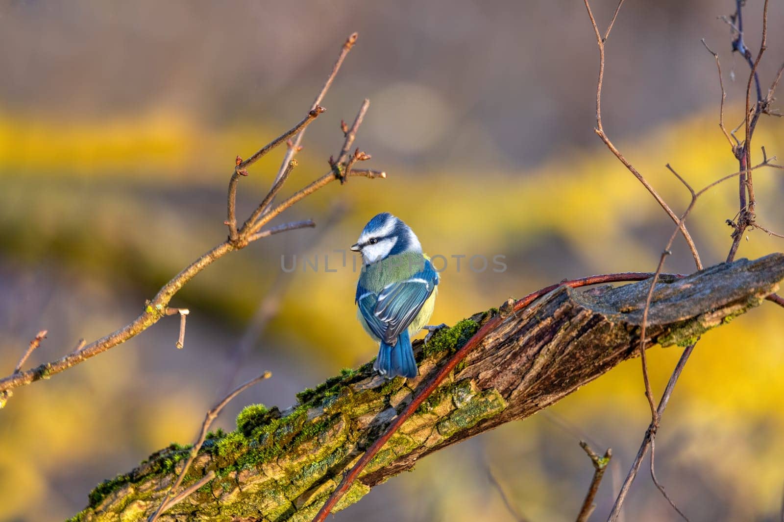 Beautiful colored small bird Eurasian blue tit (Cyanistes caeruleus) in the nature perched on tree branch in winter time. Czech Republic wildlife
