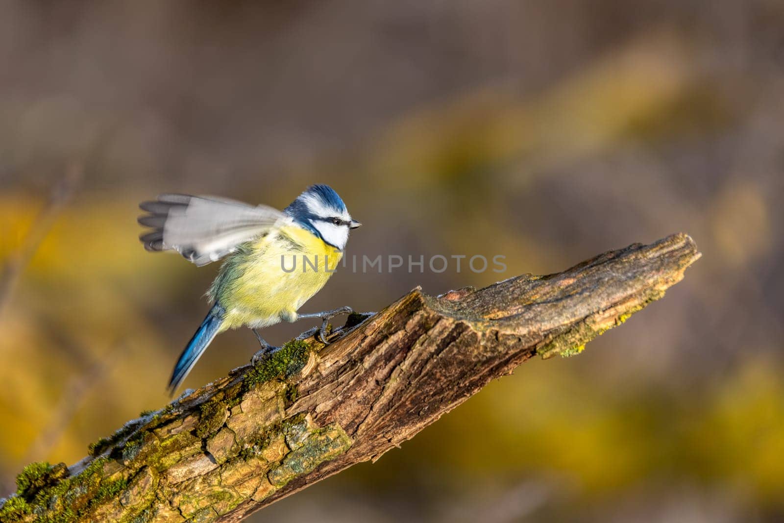 Beautiful colored small bird Eurasian blue tit (Cyanistes caeruleus) in the nature perched on tree branch in winter time. Czech Republic wildlife