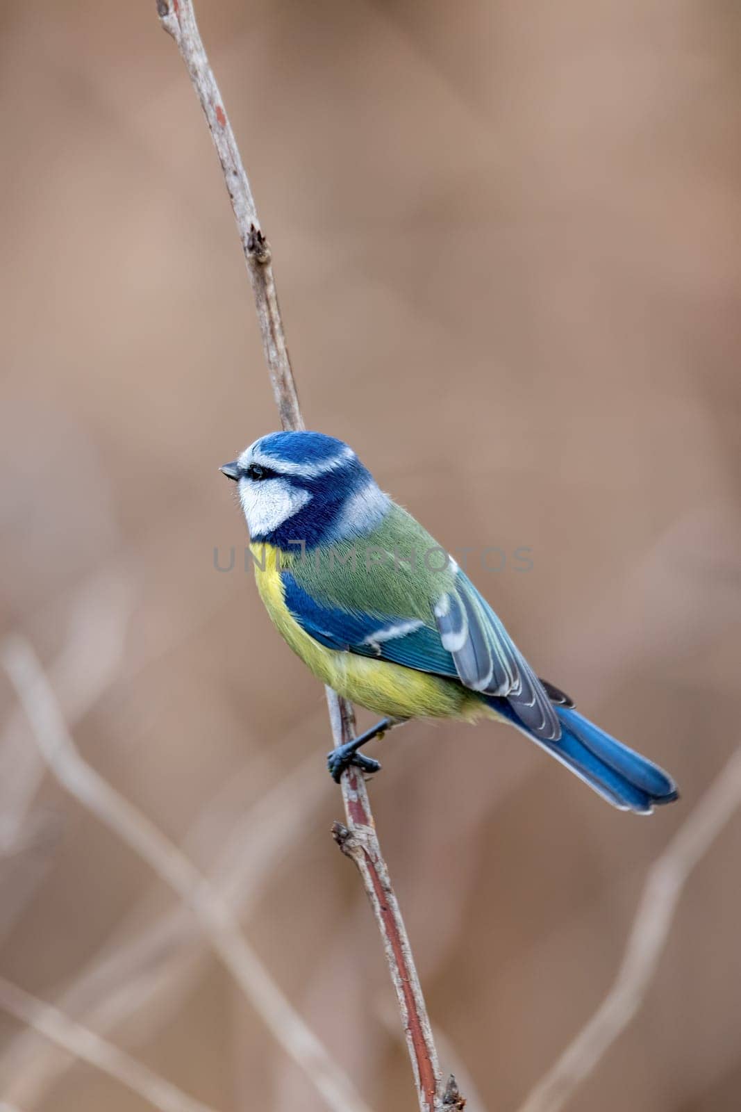 Beautiful colored small bird Eurasian blue tit (Cyanistes caeruleus) in the nature perched on tree branch in winter time. Czech Republic wildlife