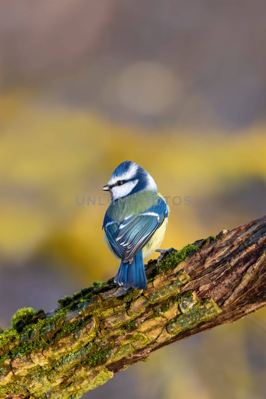 Beautiful colored small bird Eurasian blue tit (Cyanistes caeruleus) in the nature perched on tree branch in winter time. Czech Republic wildlife