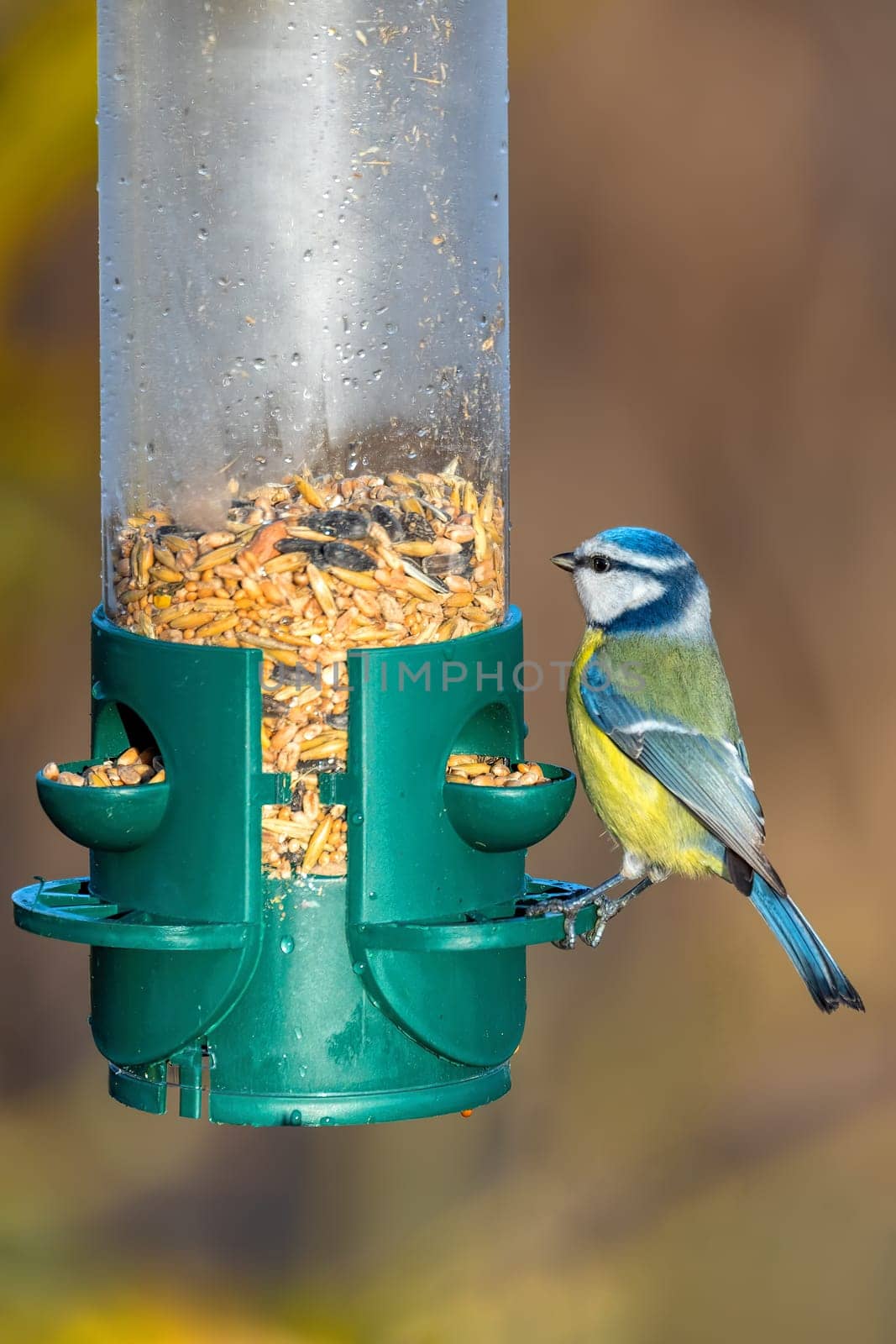Beautiful colored small bird Eurasian blue tit (Cyanistes caeruleus) on bird feeder in winter time. Czech Republic wildlife