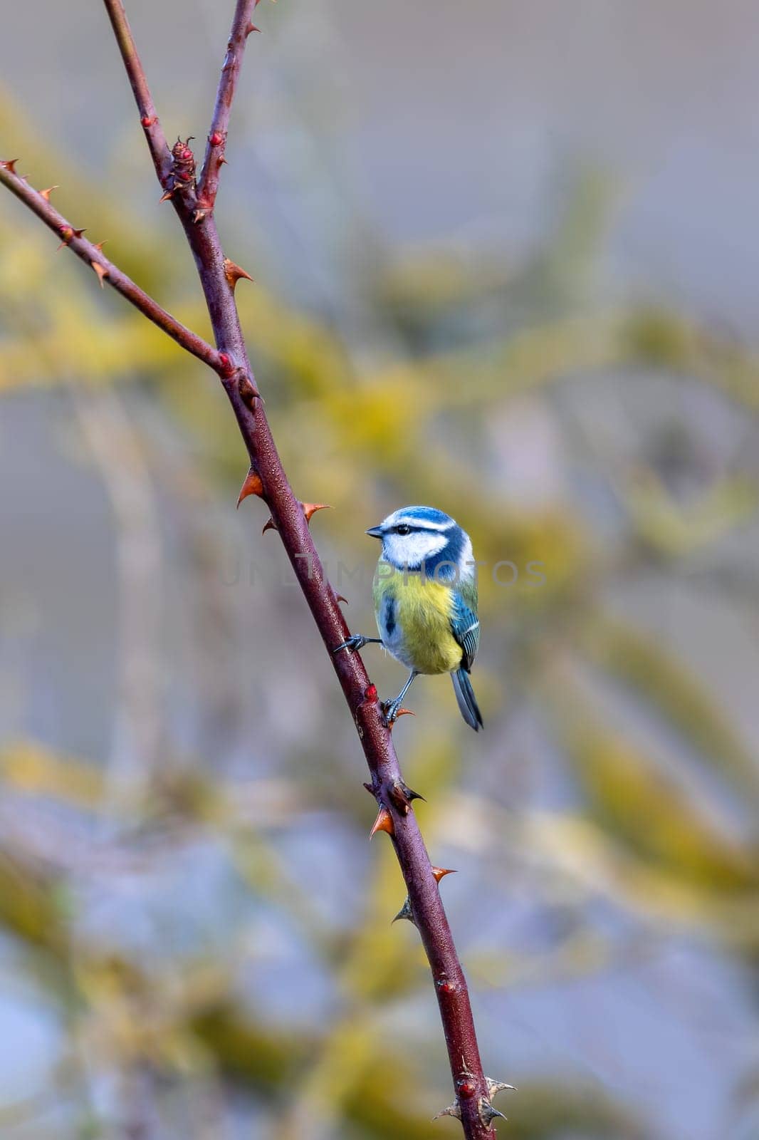Beautiful colored small bird Eurasian blue tit (Cyanistes caeruleus) in the nature perched on tree branch in winter time. Czech Republic wildlife