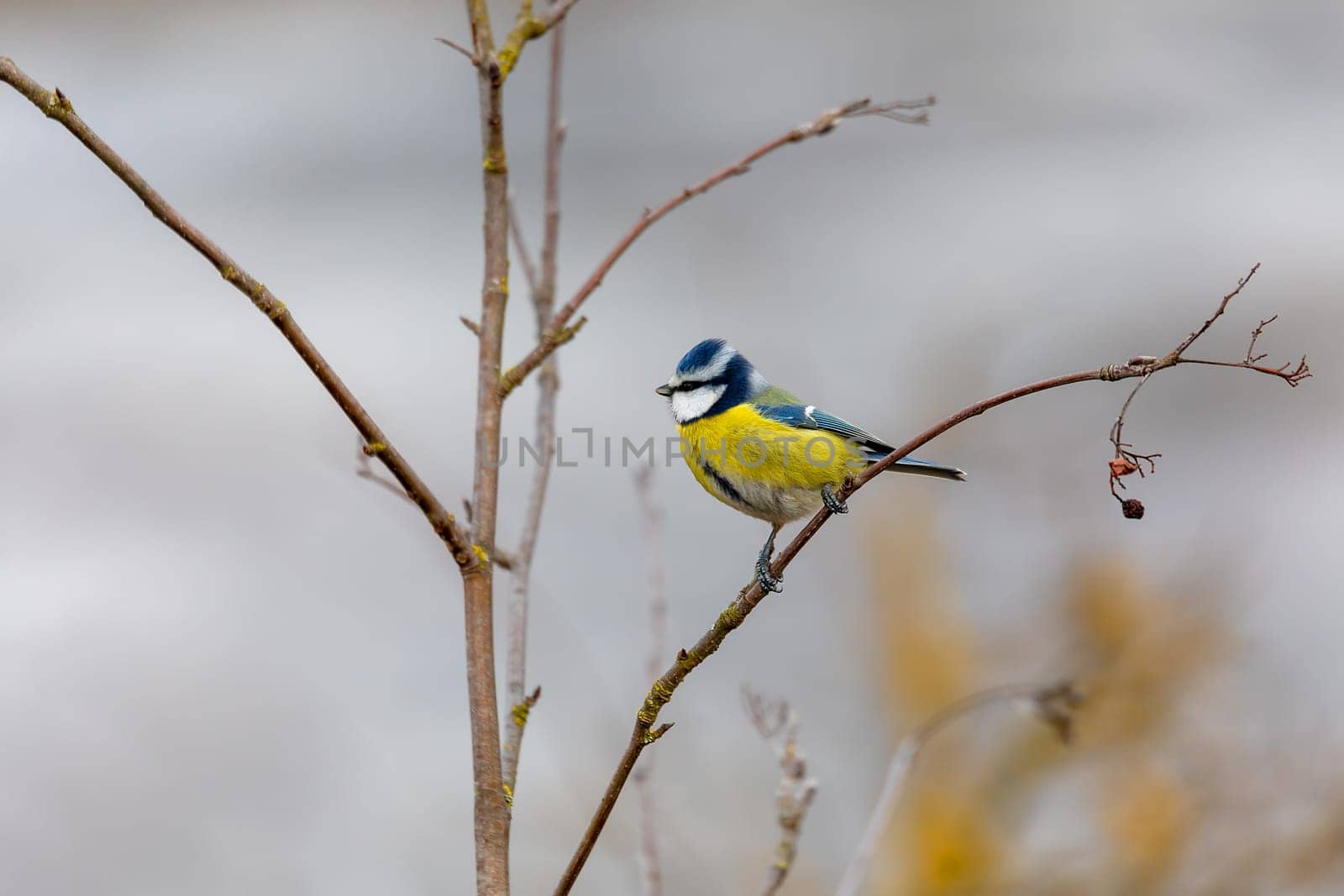 Beautiful colored small bird Eurasian blue tit (Cyanistes caeruleus) in the nature perched on tree branch in winter time. Czech Republic wildlife