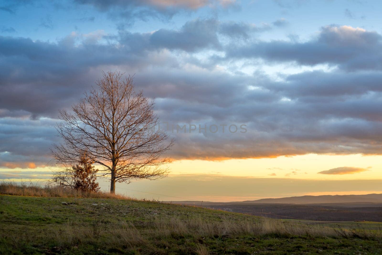 Big green tree in a field, dramatic clouds