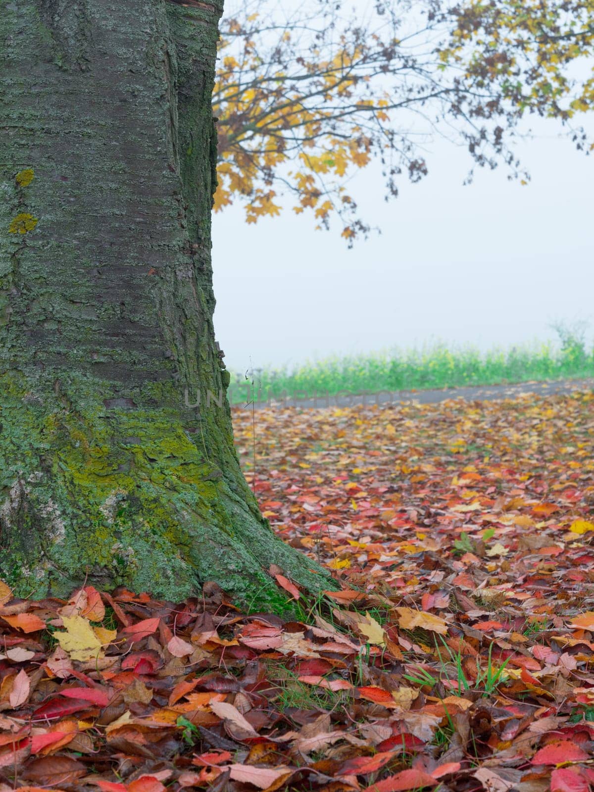 A ground level view of fall foliage on the ground next to a neighborhood tree.