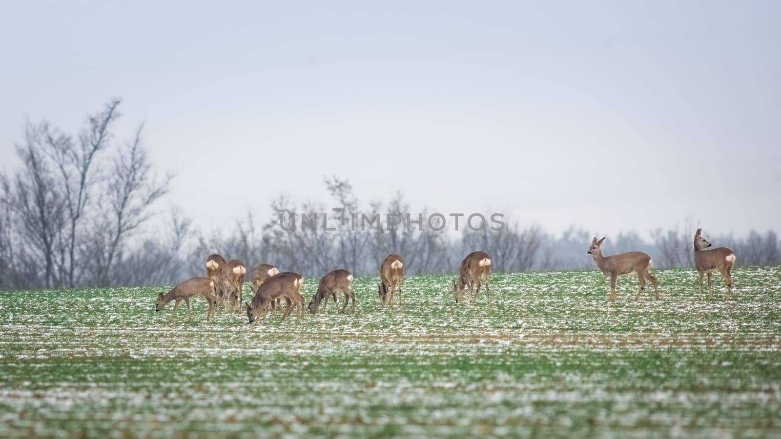 Roe deer, capreolus capreolus, herd in deep snow in winter.