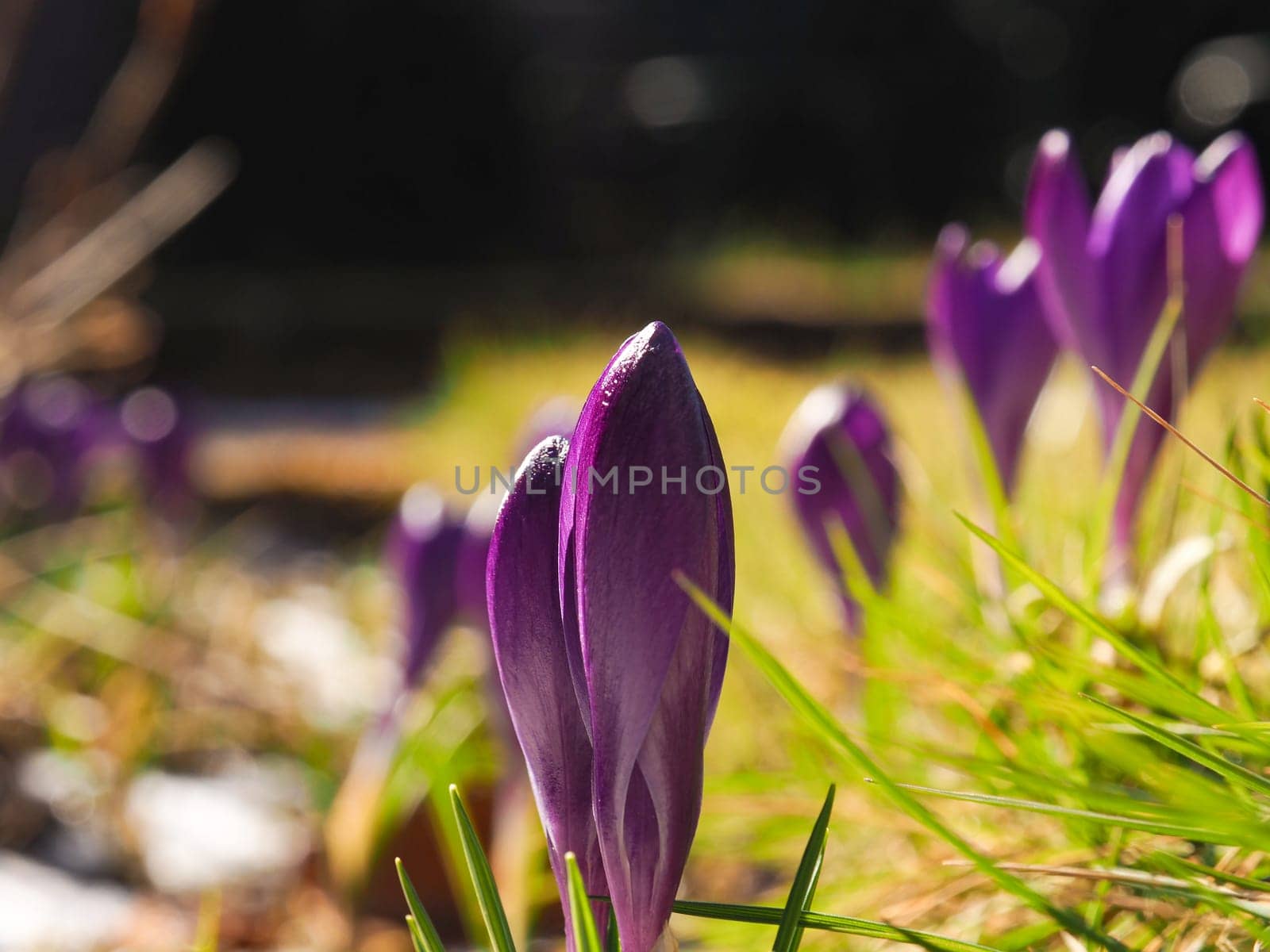 Close up of Crocuses that are still partly closed in the garden on a sunny winter day