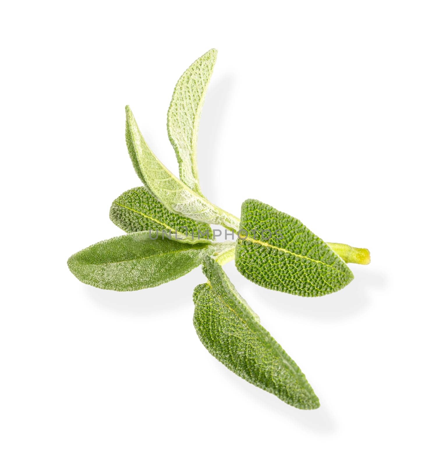 Fresh twigs of sage on white background with clipping path. Full depth of field.
