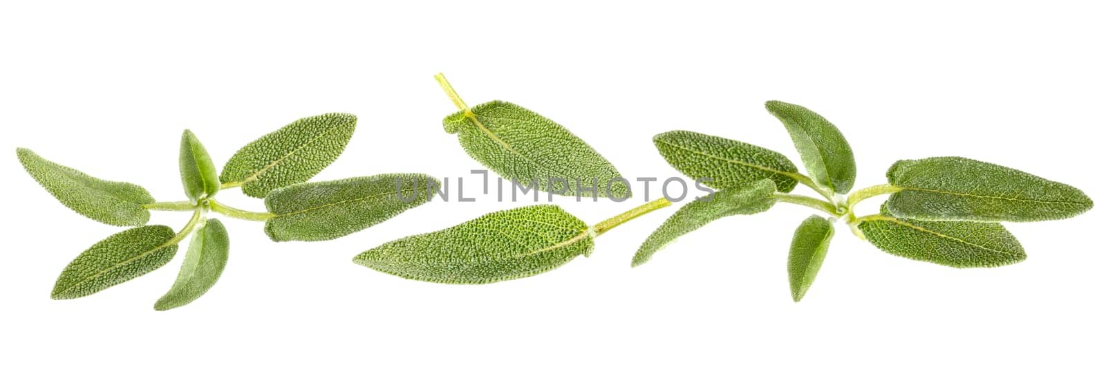 Isolated herbs pieces. Panorama of different leaves and twigs of sage isolated on white, ready for packaging and advertising. top view. Full depth of field. Set or collection.