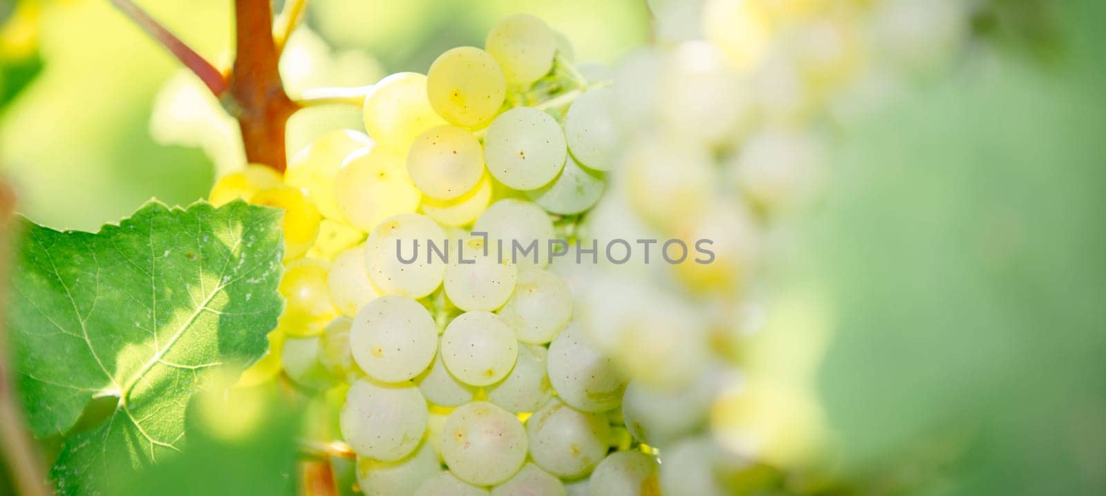 Ripe white bunches. Selective focus. Grape for production of wine in Franciacorta, Italy. Harvest concept.