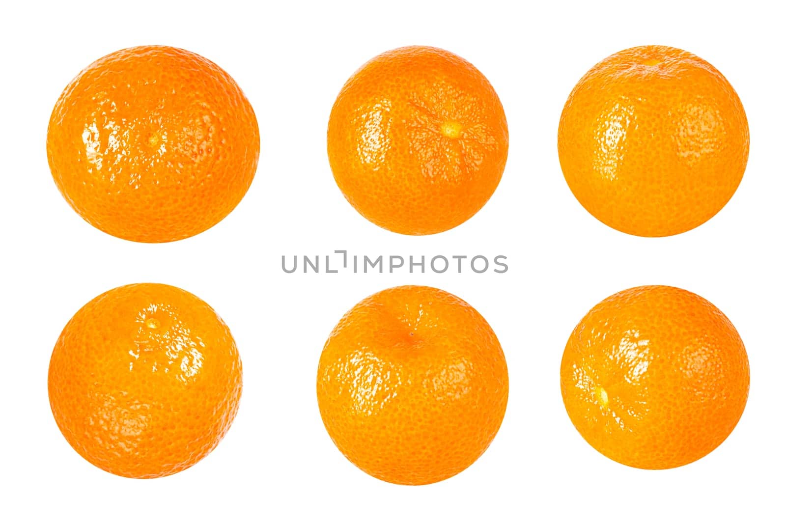 Isolated vegetables collection. Six courgette flowers isolated on white background