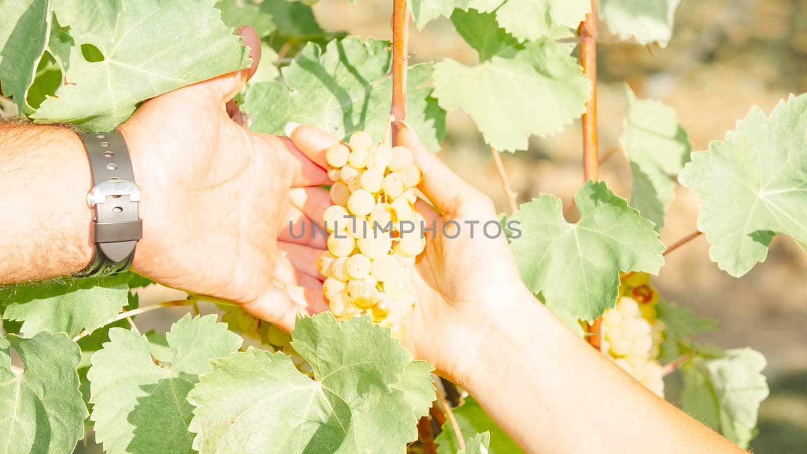 Ripe white bunches. Selective focus. Grape for the production of iced wine in Franciacorta, Italy Harvest concept.