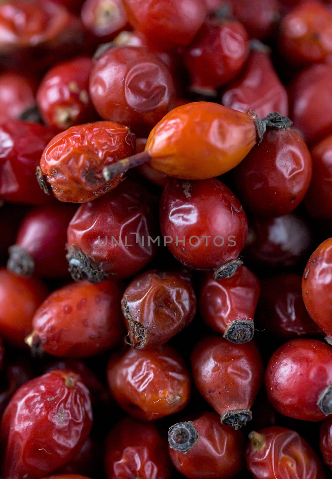 Rosehip in the cup. Benefits and used as a natural remedy. Natural therapy. dark mode style.