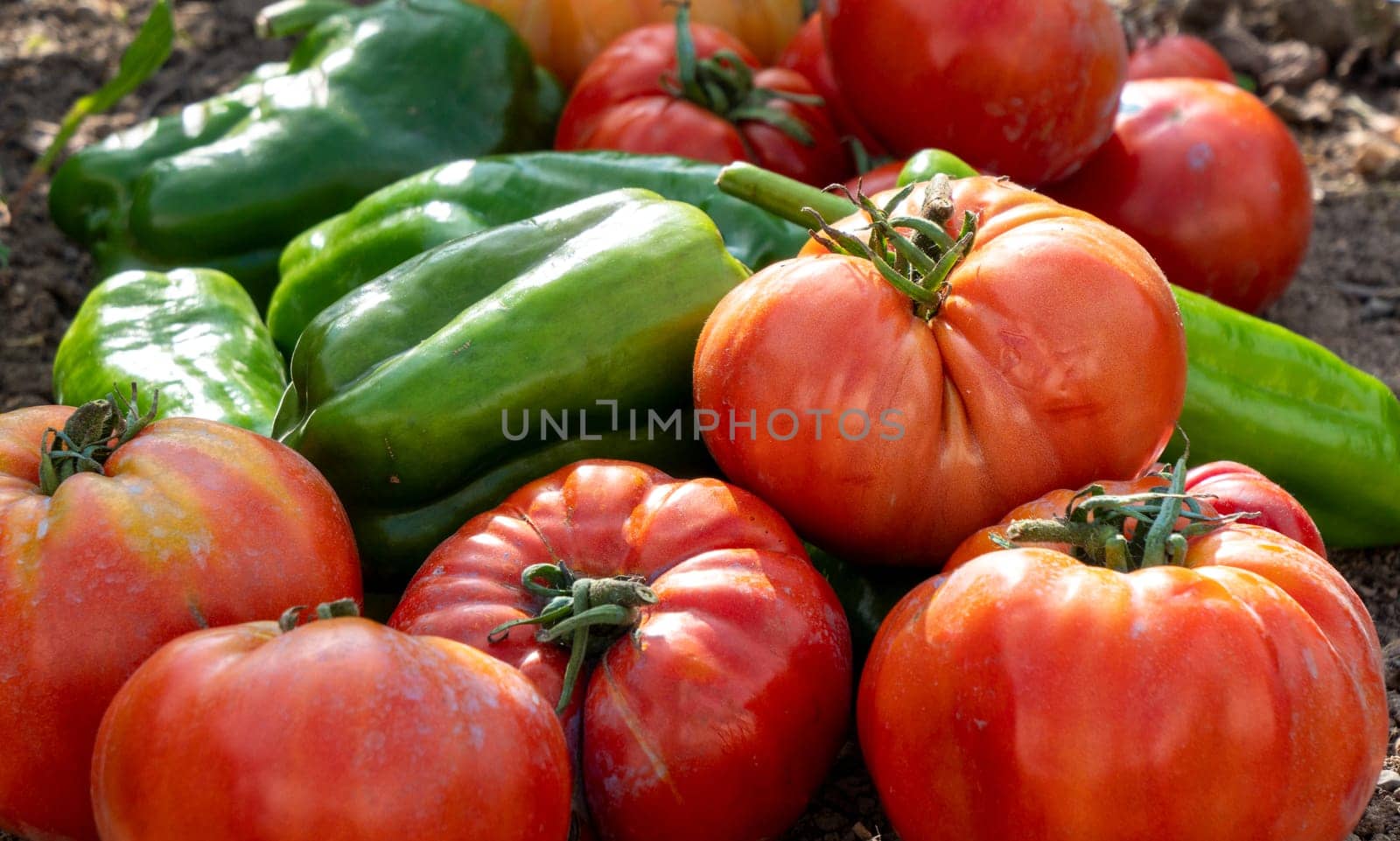 the fresh vegetables from the garden