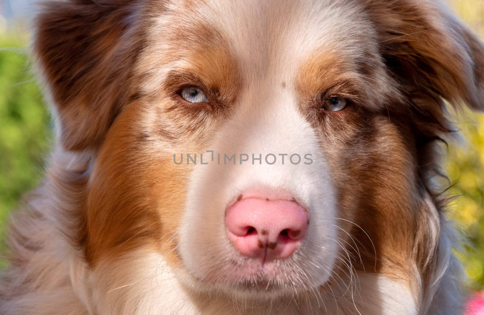 an Australian Shepherd dog portrait outdoors