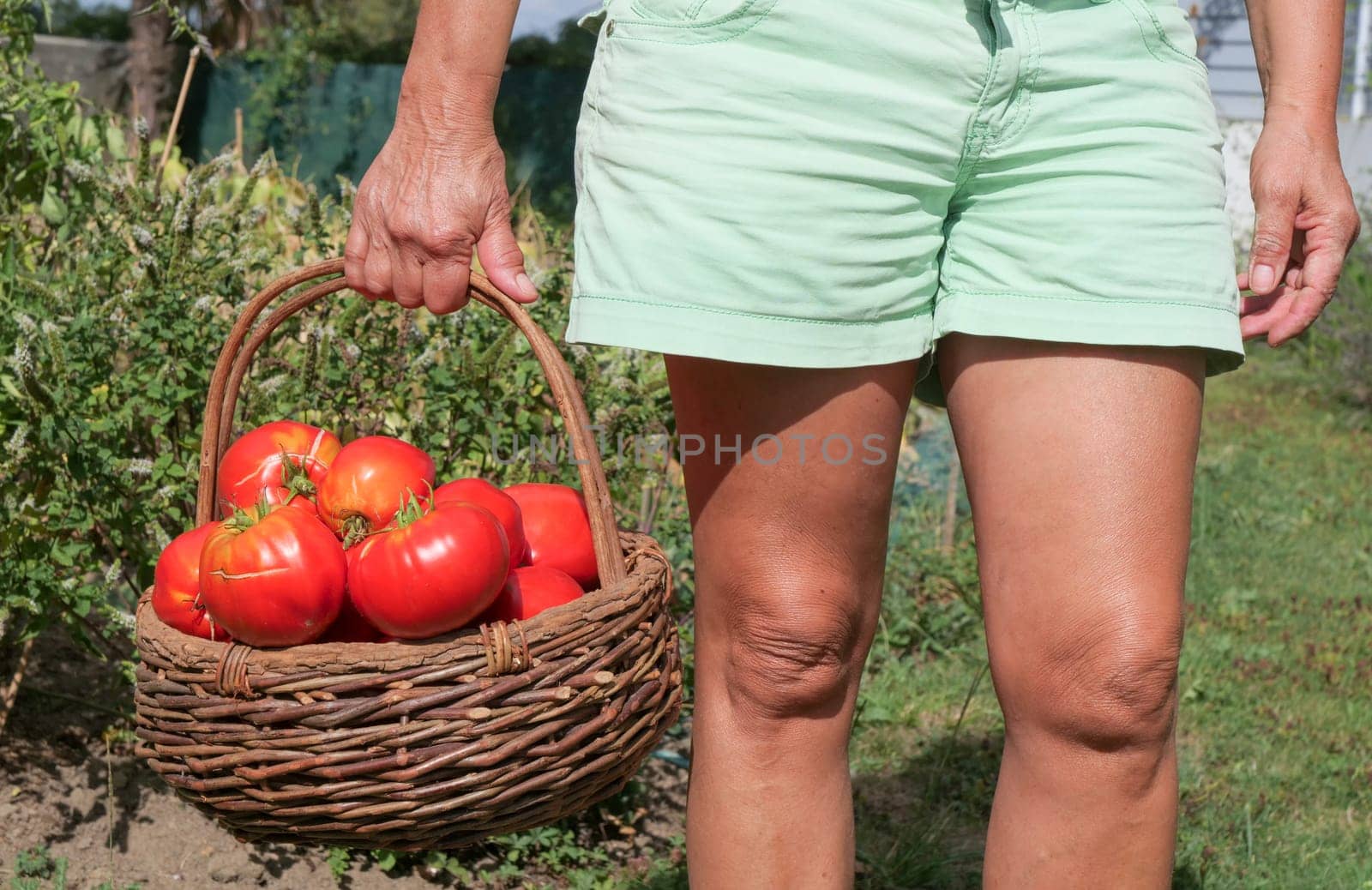 Woman with a tomatoes basket
