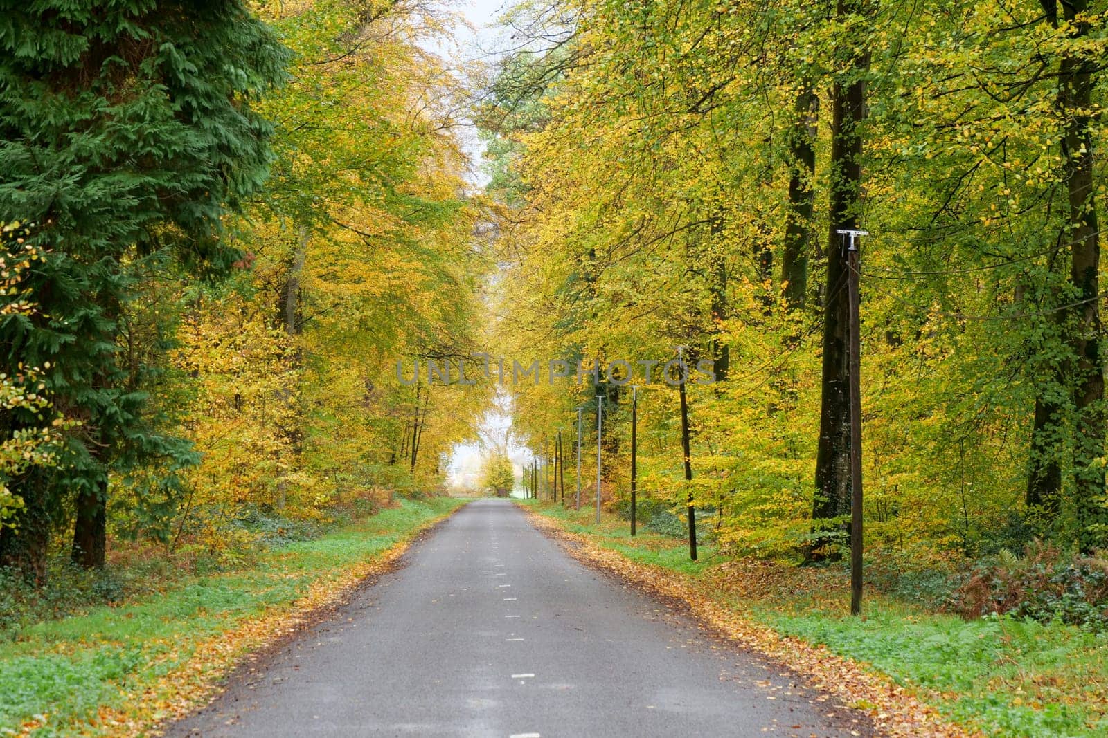 a small road in autumn countryside