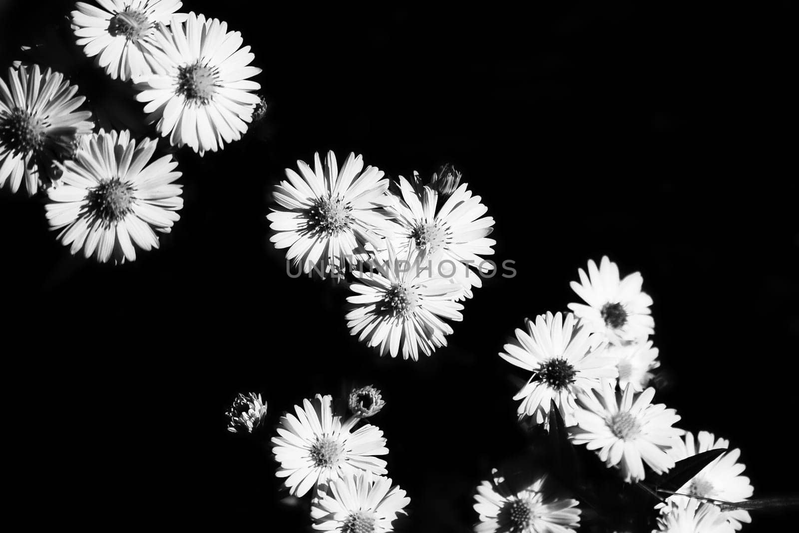 Daisy with many flowers with black background. Black and white depicted. Flowers isolated. Flower photo from nature.
